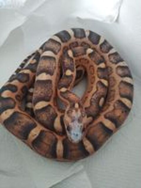   Serpent des blés scaleless femelle 