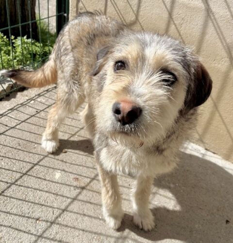 BRASSENS, griffon chiot 8 mois 220 34500 B�ziers