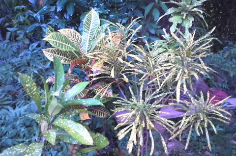 Plantes m�dicinales,aromatiques,d�coratives et d�polluantes 10 Ducos (97)