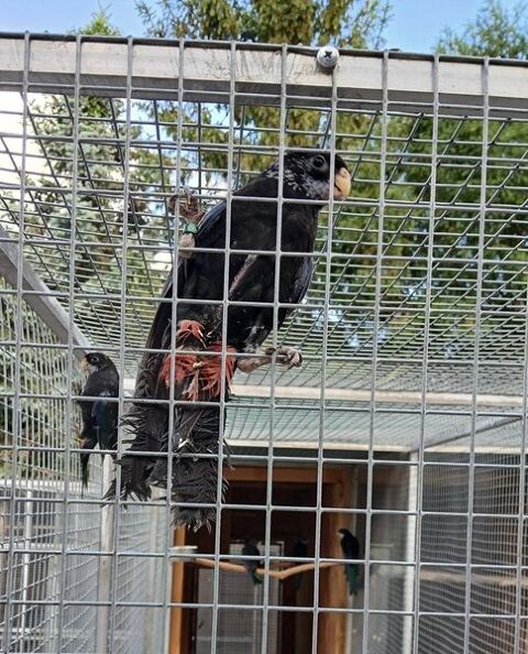 omnicolores noirs 200 10350 Le pavillon-sainte-julie