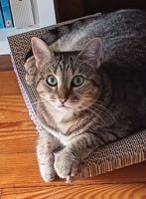   ISO FEMELLE TIGREE 2 ANS 1/2 