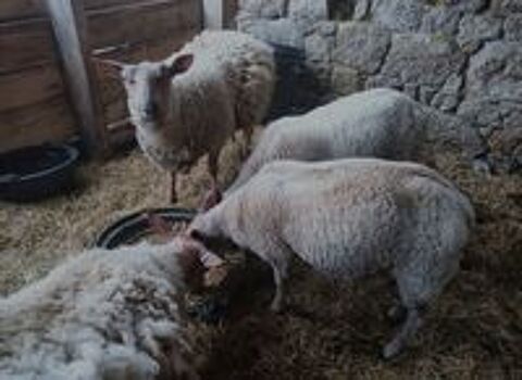   ? Moutons Rouge de l'Ouest 