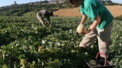   Recherche un emploi à la cueillette des melons 
