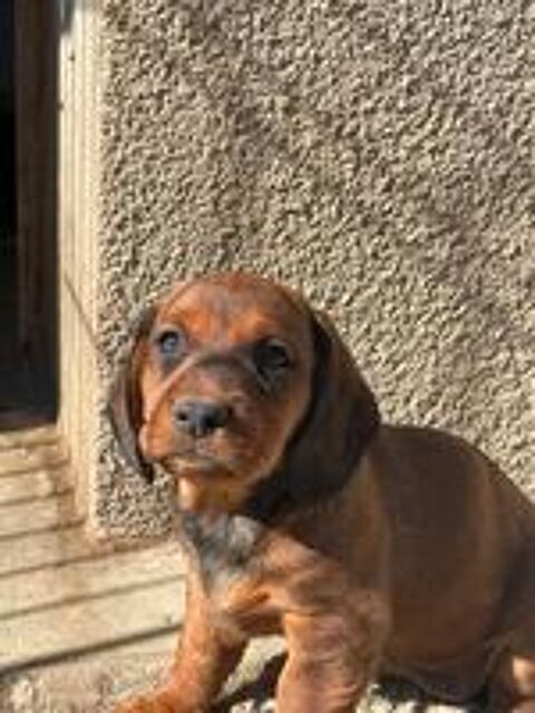   Chiot basset des alpes  