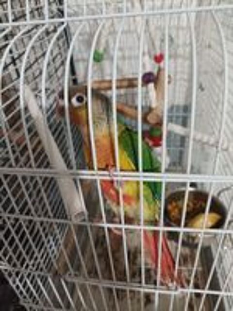   Bonjour conure apprivoiser 