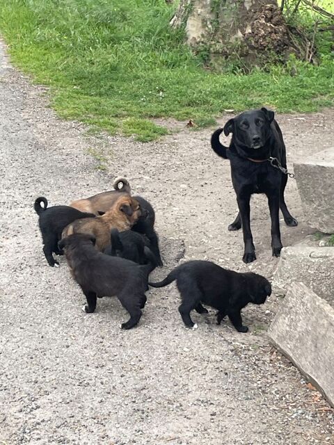 Chiots 0 11240 Escueillens-et-saint-just-de-b�lengard