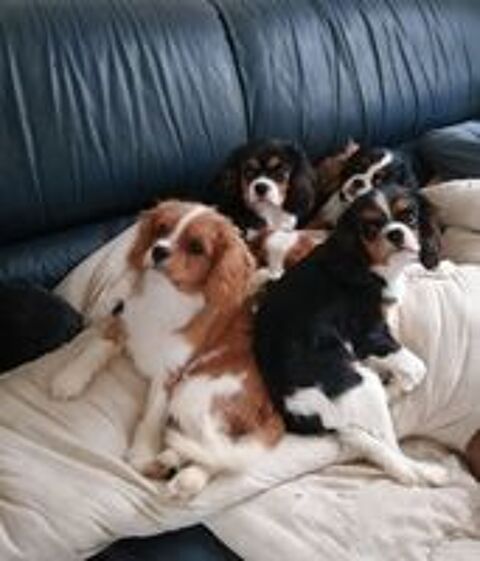   Chiots cavalier king Charles  