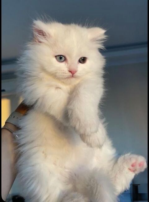 Magnifique, Chaton blanc disponible 570 78200 Mantes-la-jolie