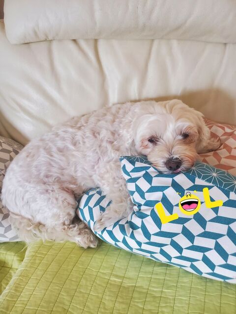 Garde de vos petits toutous  0 59650 Villeneuve-d'ascq