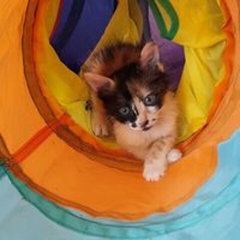   BAHIA et PANDY, un duo a l'adoption  