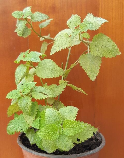 Plant de mélisse citronnelle officinale Bio 7 La Seyne-sur-Mer (83)