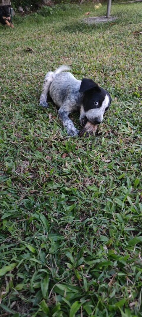 Kaly, femelle X berger, n&eacute;e le 26/09/2025 🐶 300 41000 Blois