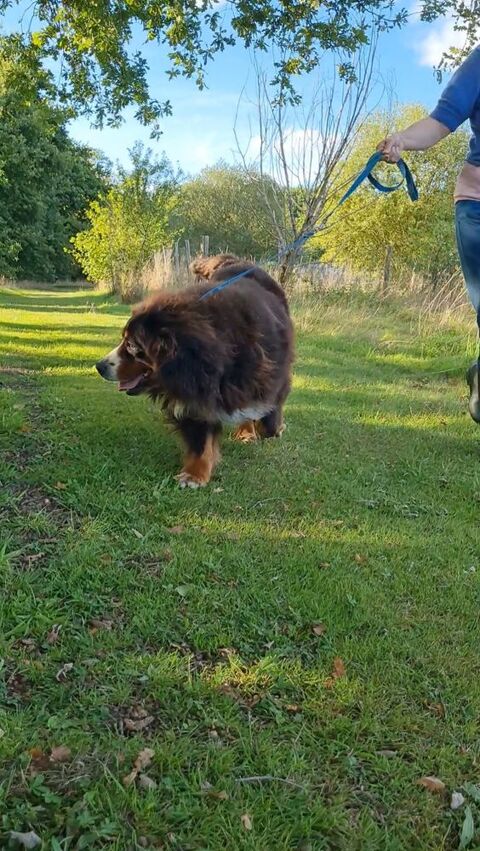 Femelle bouvier bernois de 5 ans 0 45230 La bussi�re