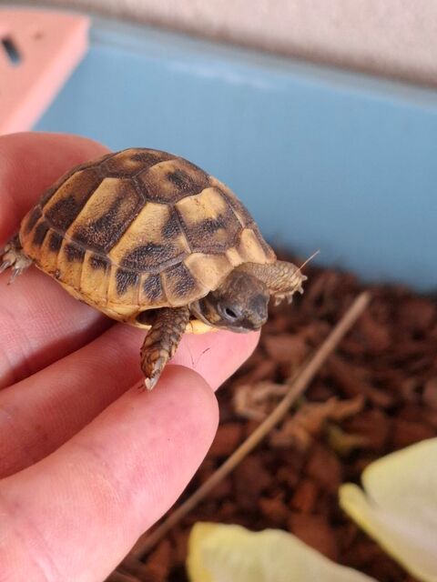 Bb tortue 40 06270 Villeneuve-loubet