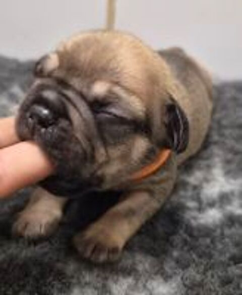   A reserver magnifiques chiots bouledogue francais 