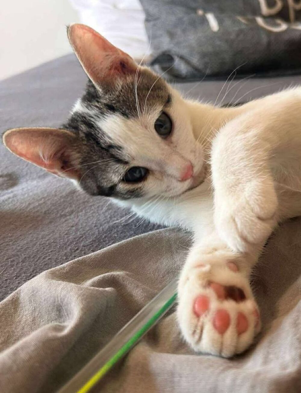   Don chat m�le 1 an 