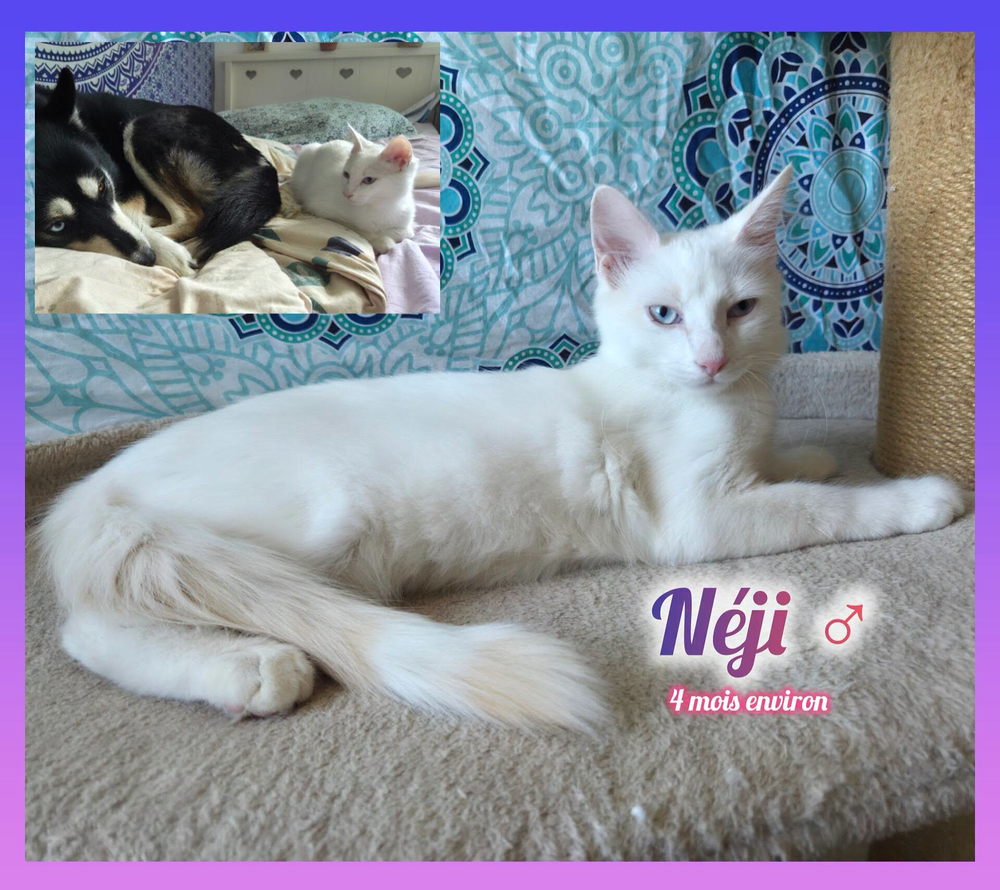   Néji à l'adoption 