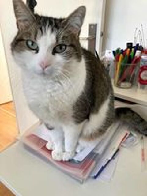   MOLLY, tr�s belle chatte grise et blanche � l'adoption 