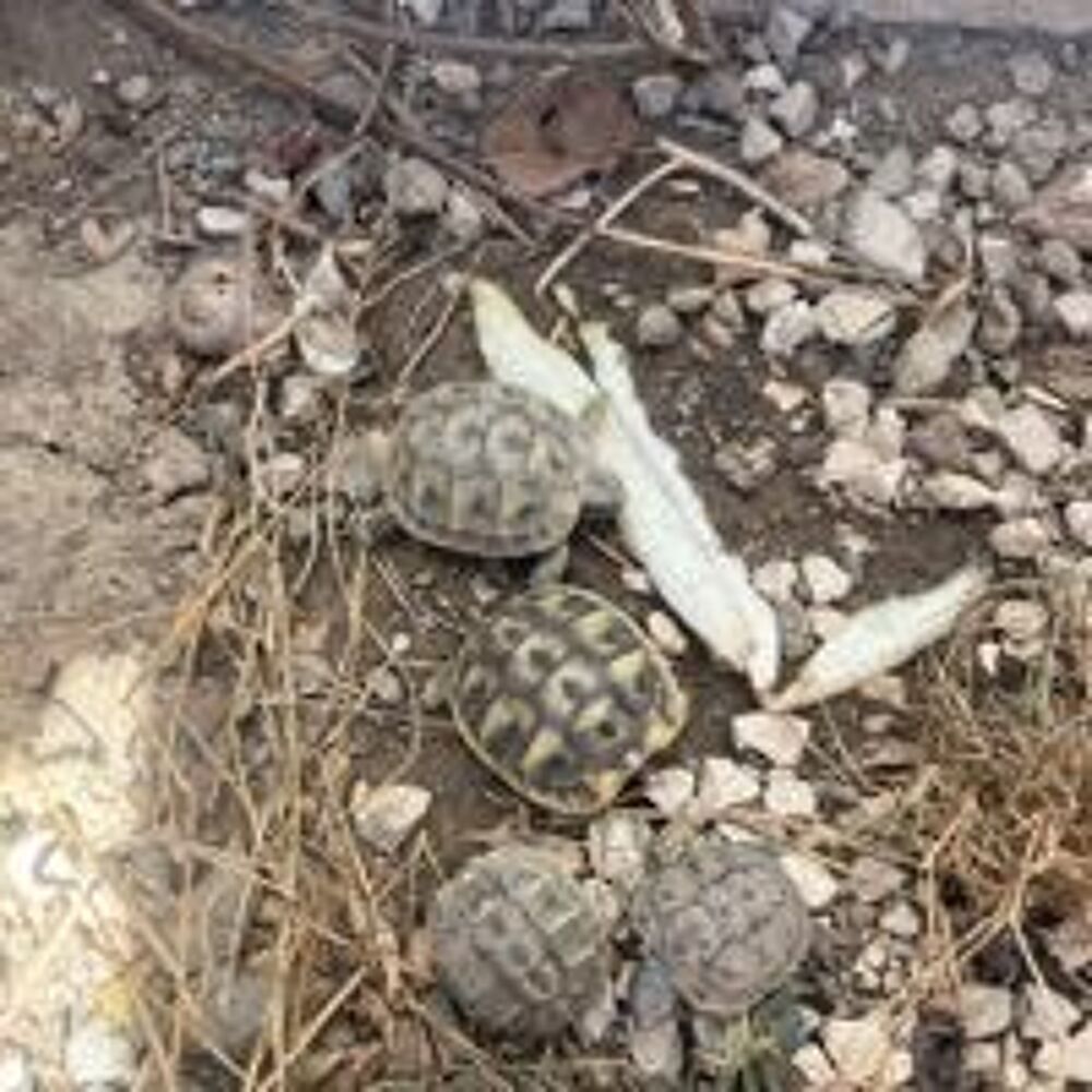 tortues de terre Jardin