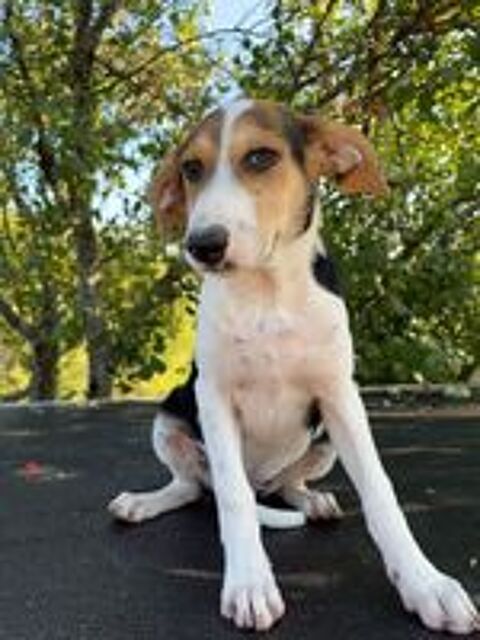   A L'ADOPTION LUNA SE TROUVE EN REFUGE MACEDOINE DU NORD 