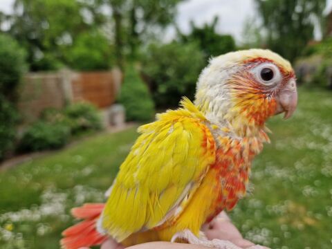 conure coucher soleil élevé à la main 350 59112 Annullin