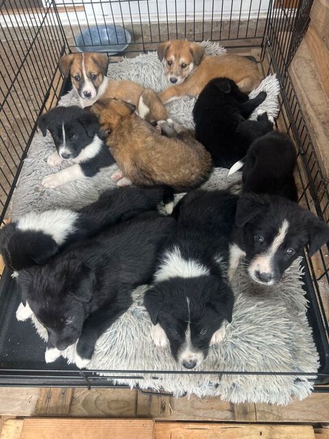 Tabac adorable chiot de troupeau
candidat &agrave; l'adoption 0 81600 Gaillac