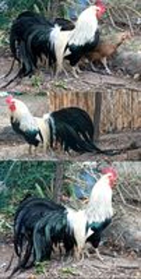   Onagadori argenté coq 