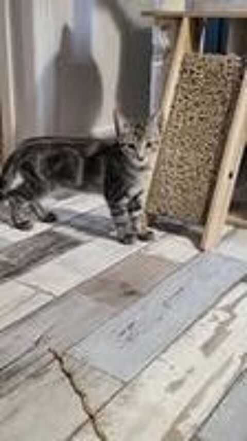   Chat BART à l adoption 