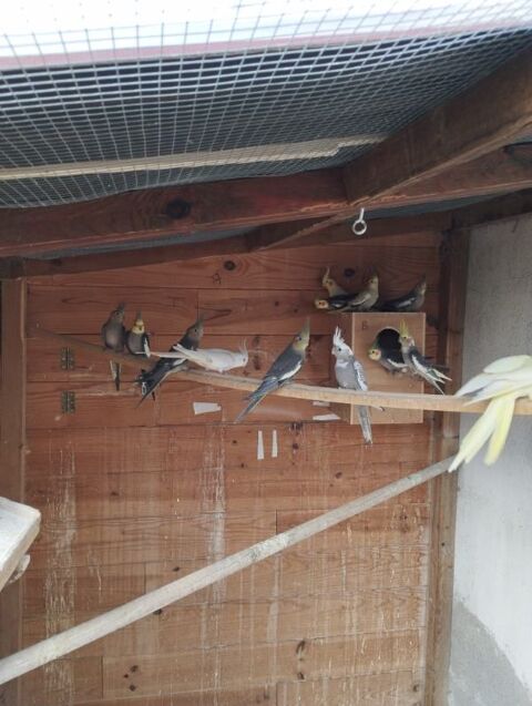 jeunes calopsittes de 2025 35 63170 Aubire