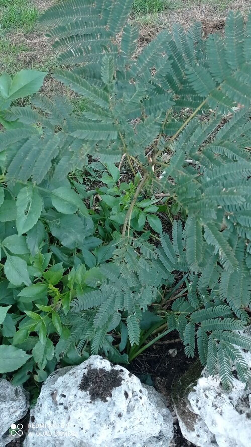 Albisia Jardin