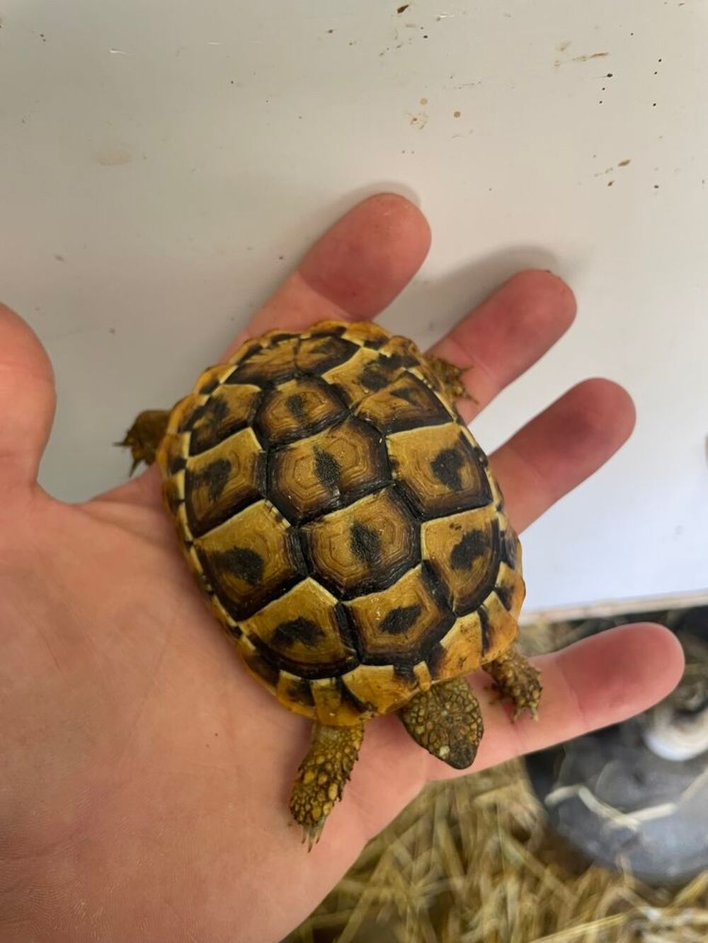   Tortue terrestre née en 2025 
