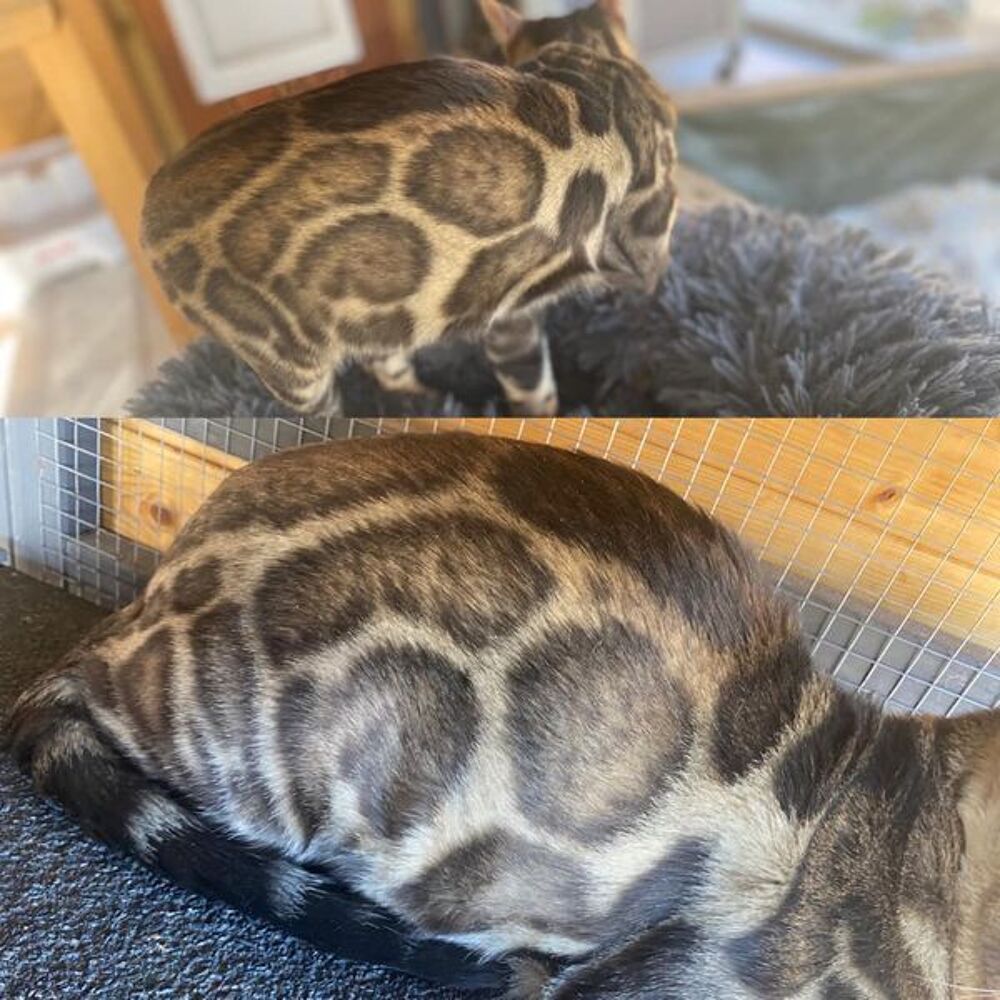   Mle Bengal pour saillie LOOF haute ligne / prestigieuses origines 