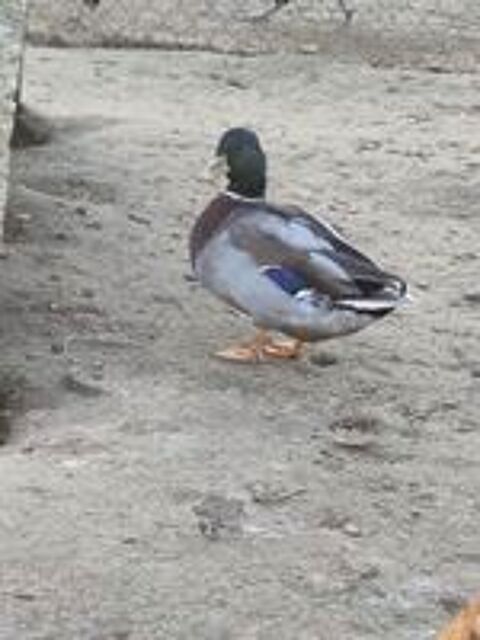  Canard colvert  