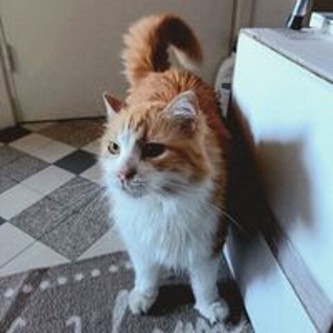   FELINE 