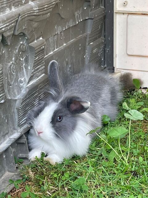 Bébé femelle angora tête de lion croisée bélier 30 38690 Colombe