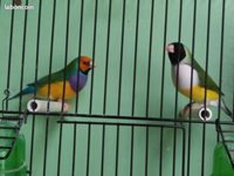   Diamants de GOULD 