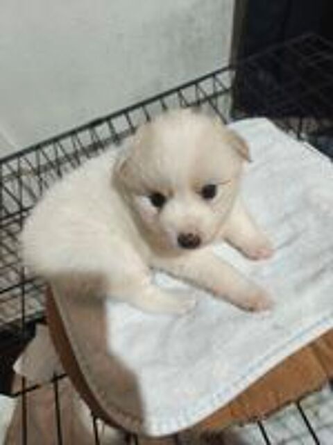   Magnifique spitz  