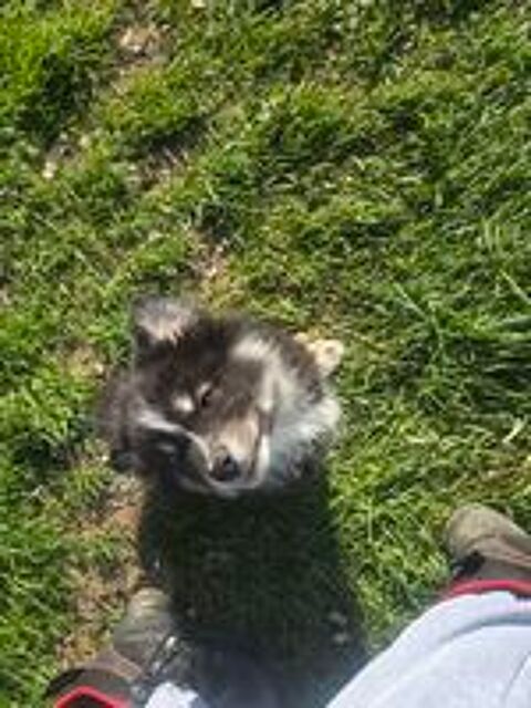   Chiots finnois de Laponie LOF 