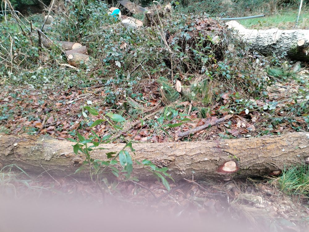 GRUMES DE PIN EBRANCHEES Jardin