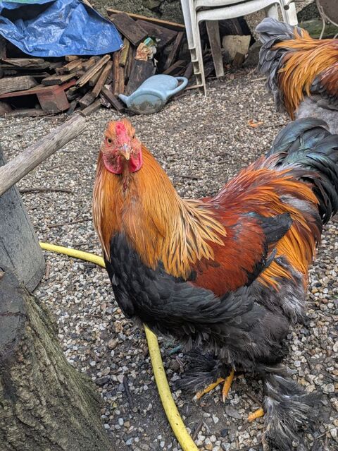 Coq brahma 25 07380 Prades