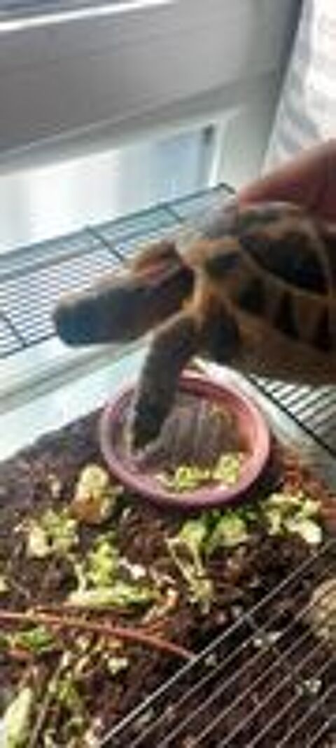   Tortue 