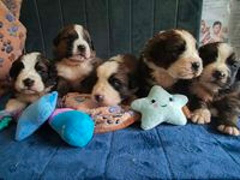   chiots Saint-Bernois 