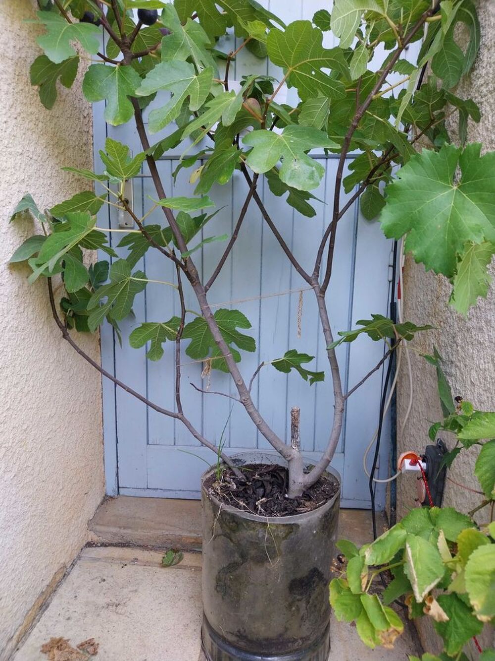 1 ou 2 ou 3 Figuiers biferes fruits pourpre hauteur entre 1m60 et 1m90 pot 20l Jardin