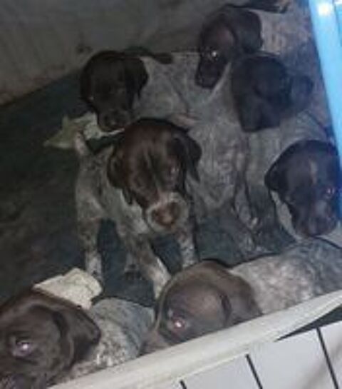   Chiots braque allemand à réserver 