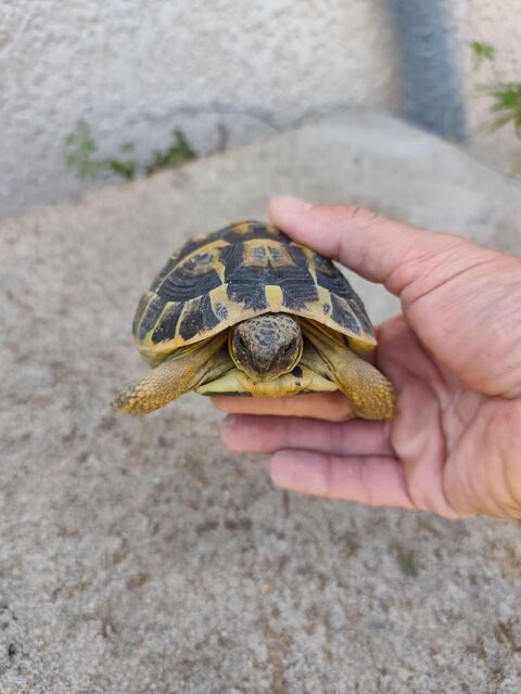 Tortue m&acirc;le 70 66200 Montescot
