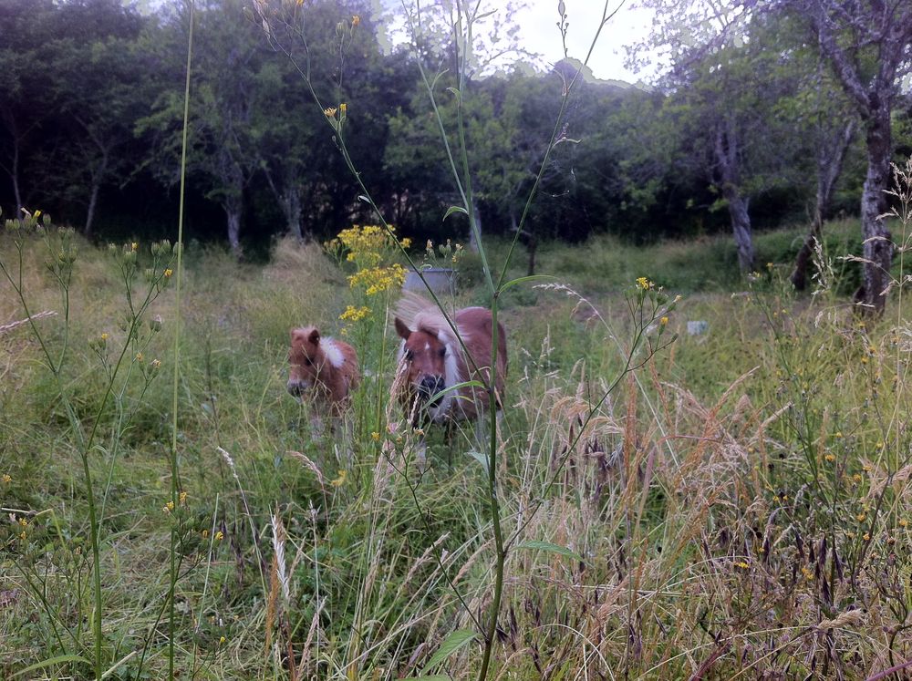   Prête terrains pour animaux  