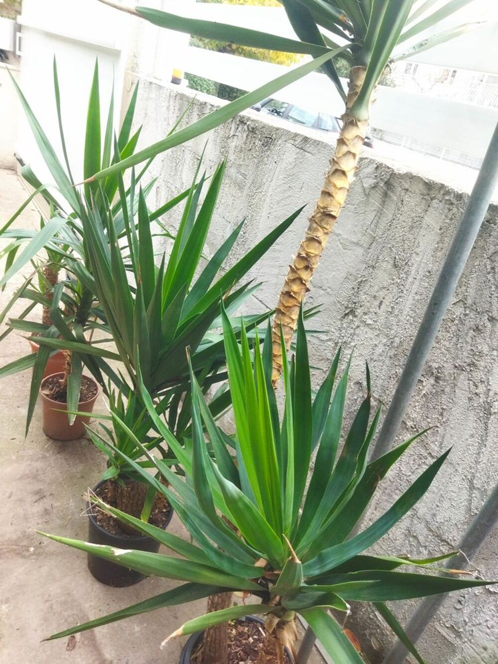 Yucca en pot Jardin