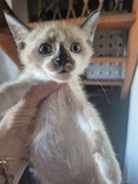   don chaton femelle et male 
