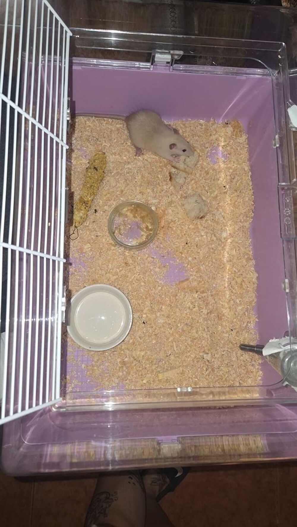   cage rongeur et rat 