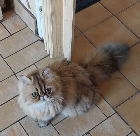 Magnifique chatonne   Persan 700 95500 Le thillay